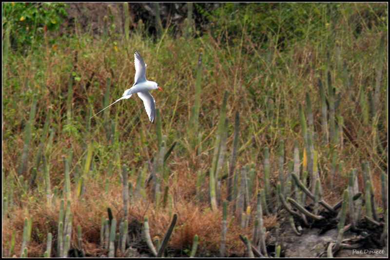 Red-billed Tropicbird