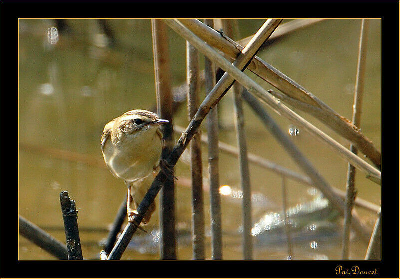 Sedge Warbler