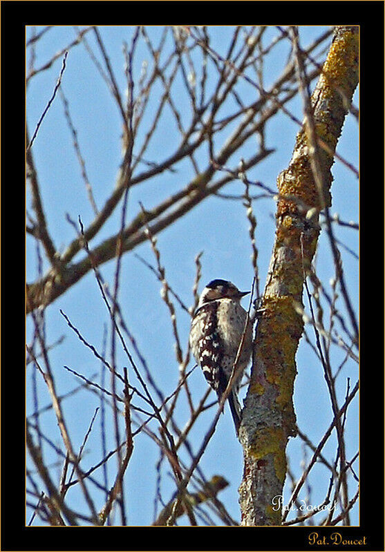 Lesser Spotted Woodpecker