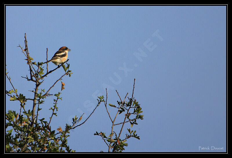 Woodchat Shrike