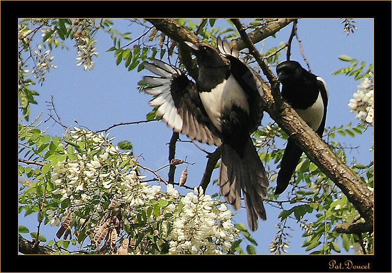 Eurasian Magpie