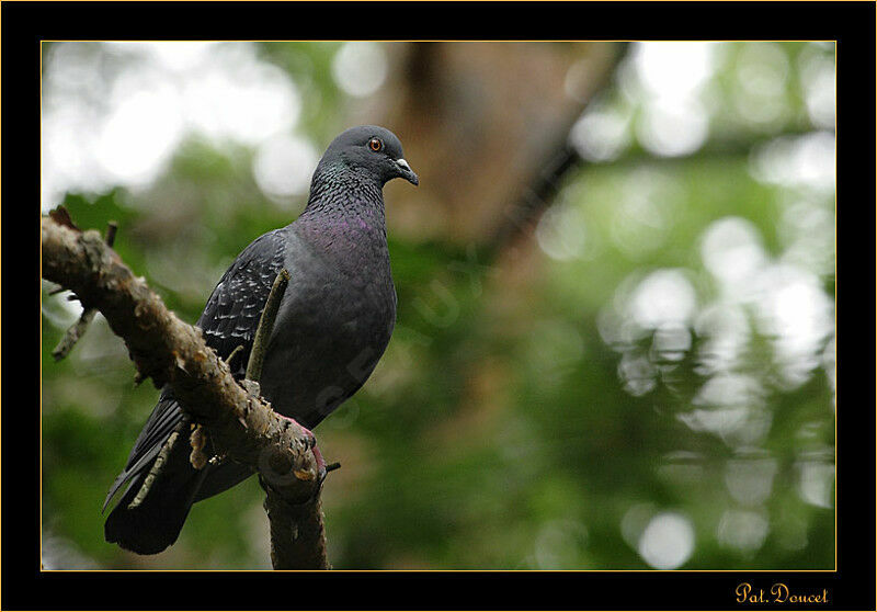 Rock Dove