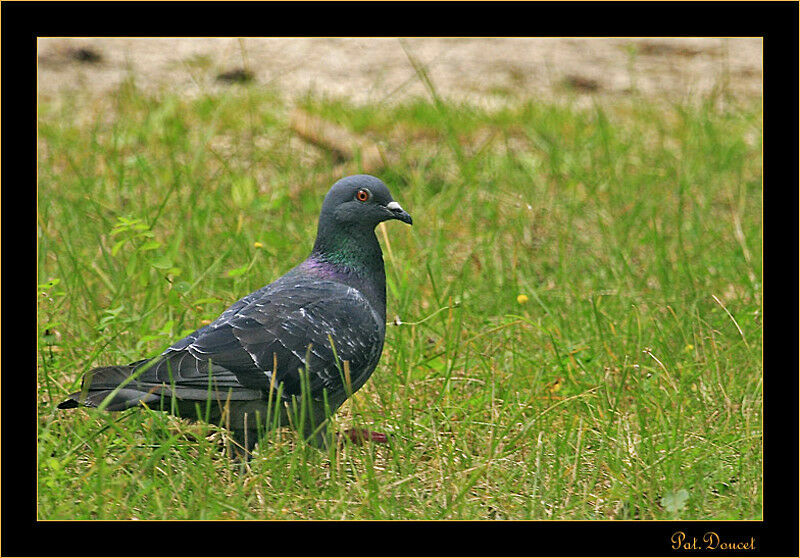 Rock Dove