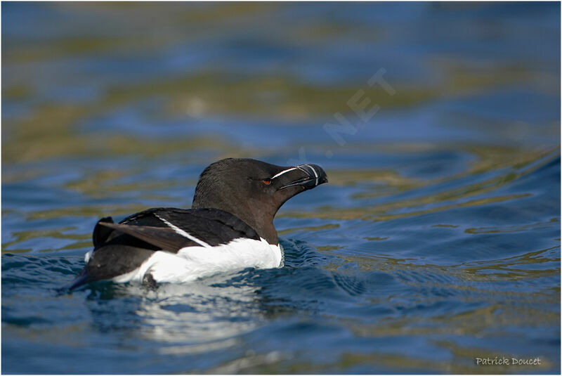 Razorbill