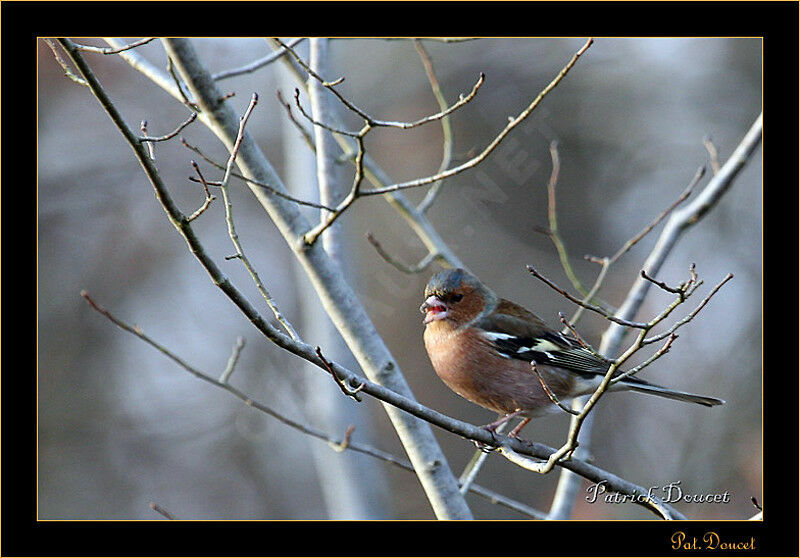 Pinson des arbres