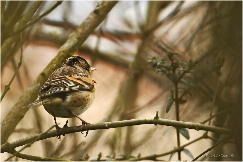 Brambling