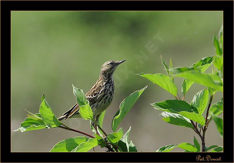 Tree Pipit