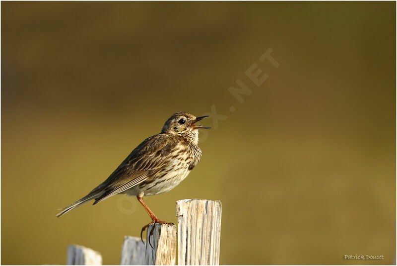 Meadow Pipit