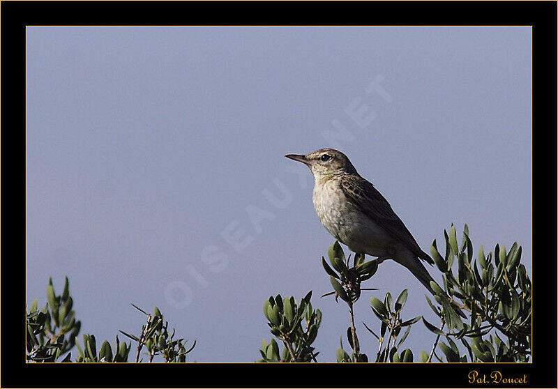 Tawny Pipit