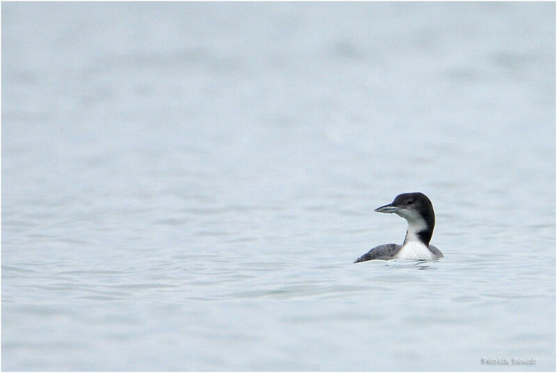 Common Loon