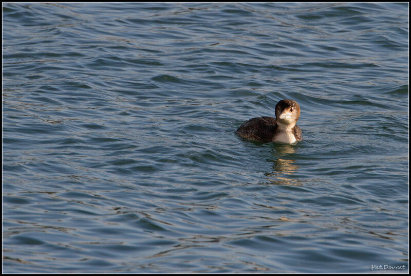 Common Loon