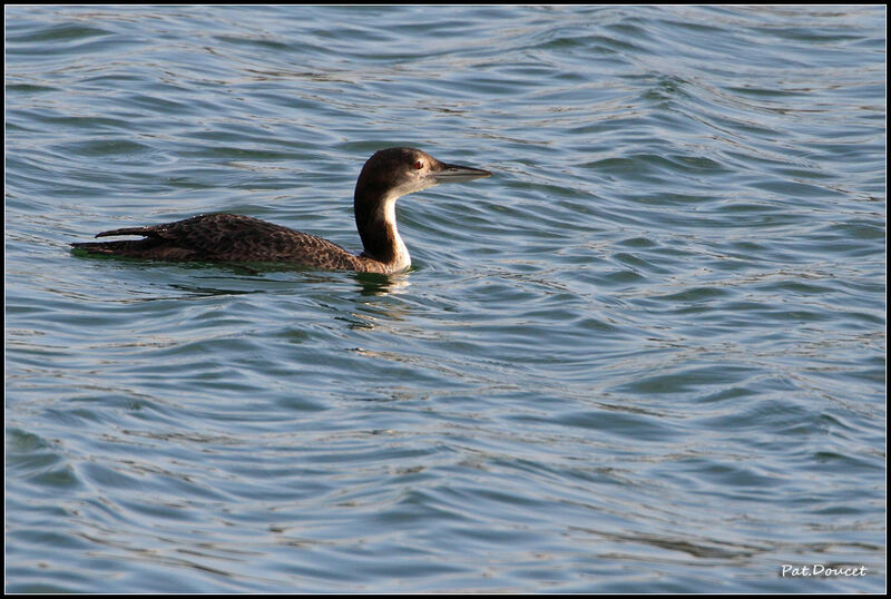 Common Loon