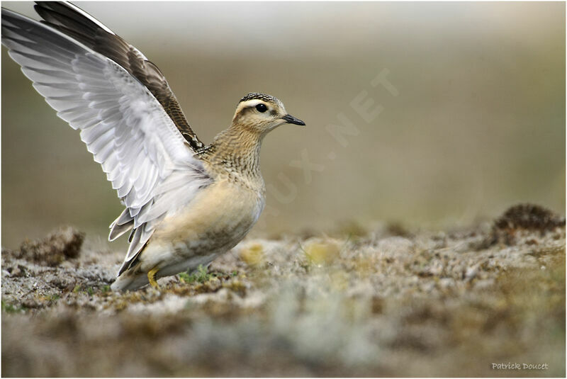 Eurasian Dotterel