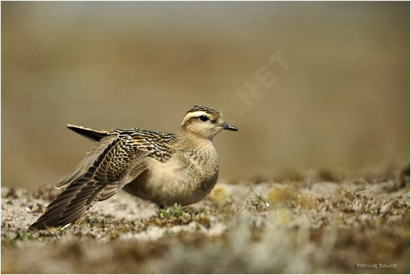 Eurasian Dotterel