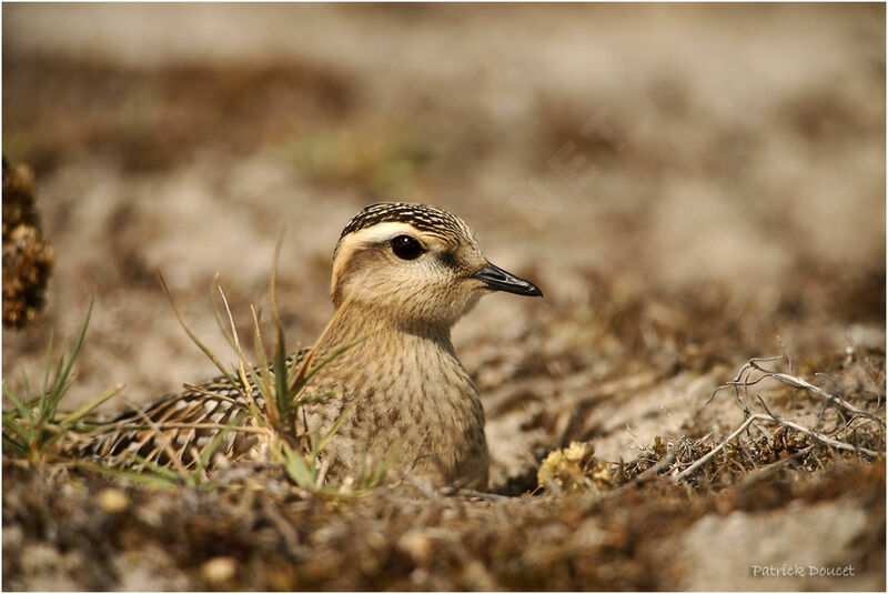 Eurasian Dotterel