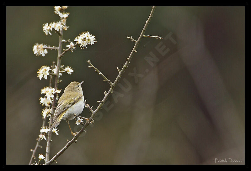 Western Bonelli's Warbler