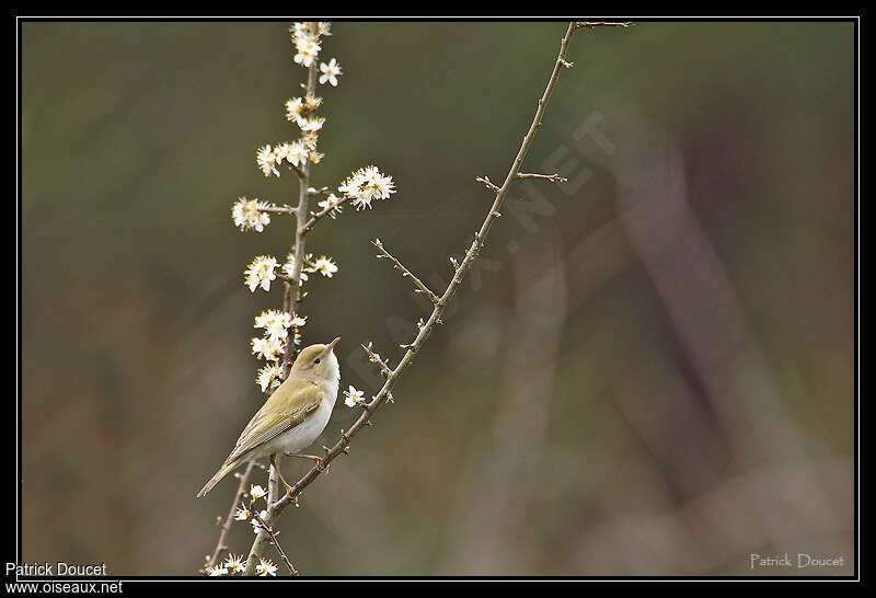 Western Bonelli's Warbleradult, Behaviour