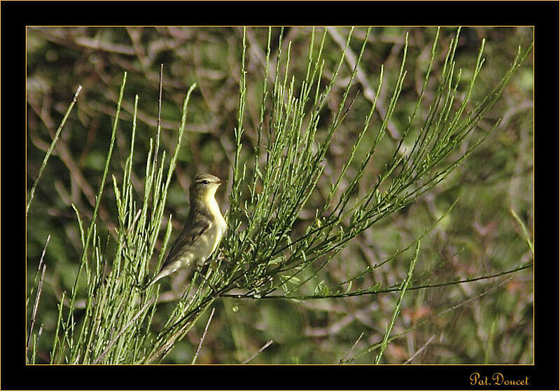 Willow Warbler