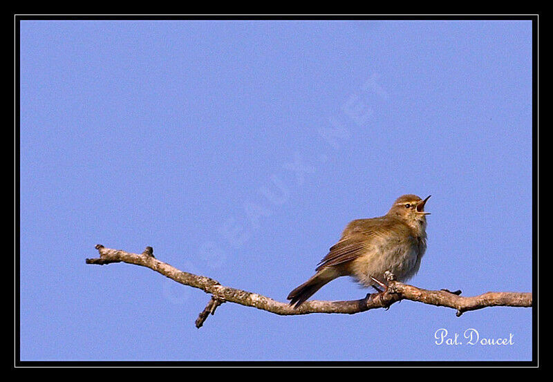 Common Chiffchaff