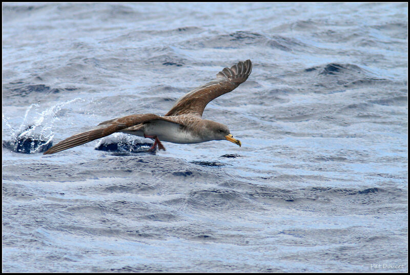 Cory's Shearwater