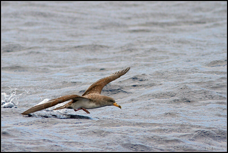 Cory's Shearwater