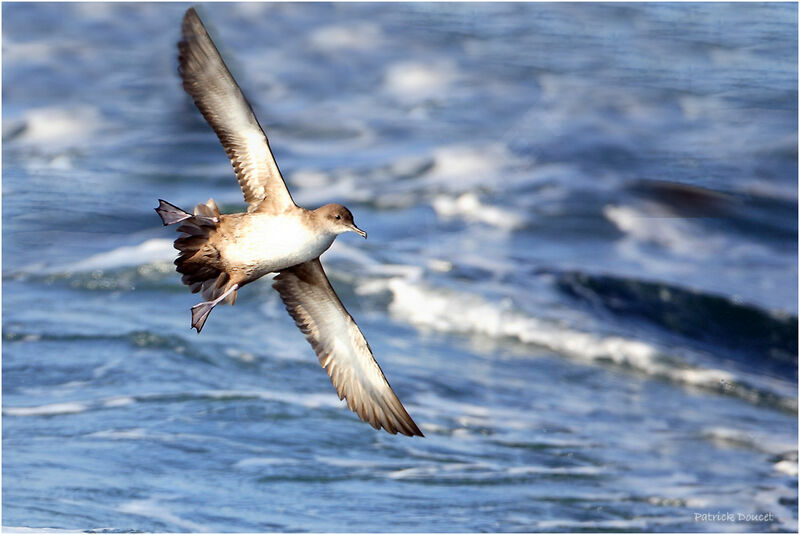 Puffin des Baléares