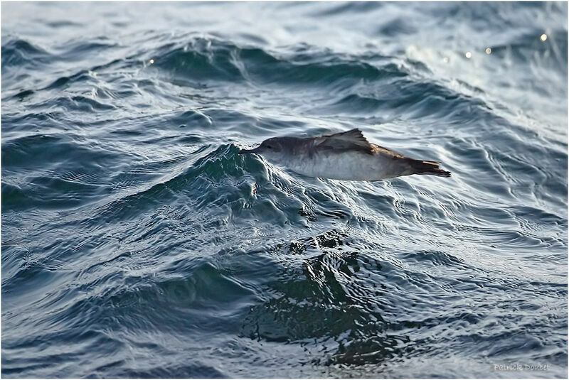 Puffin des Baléares