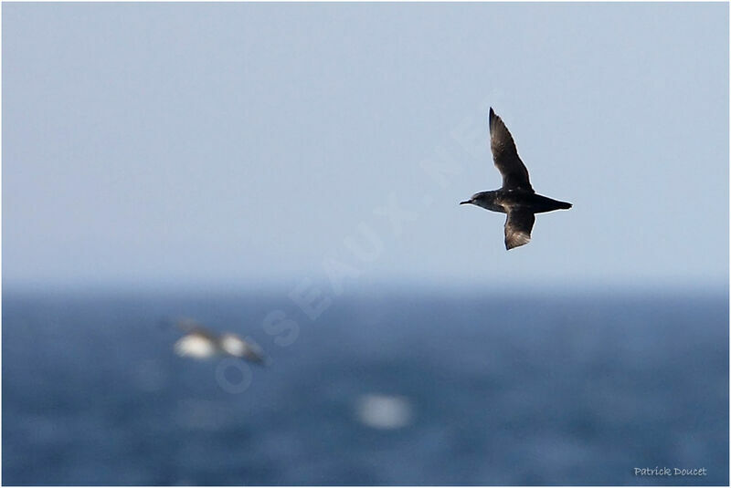 Sooty Shearwater