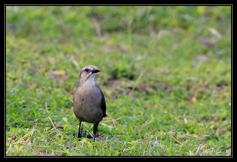 Carib Grackle female