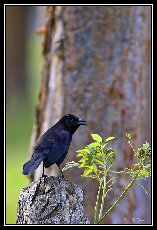 Carib Grackle male