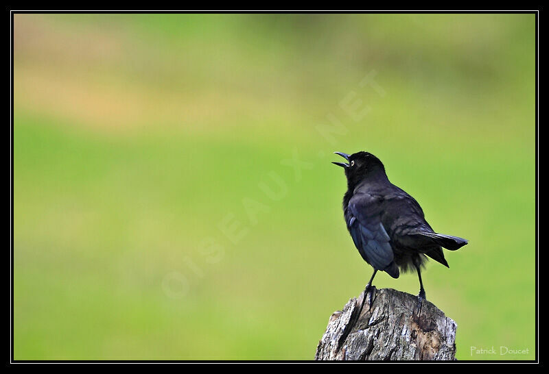 Carib Grackle male