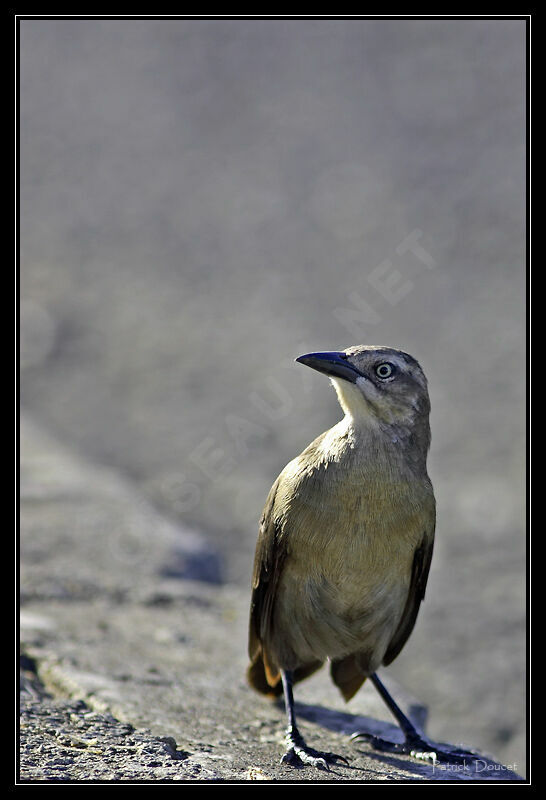 Carib Grackle female