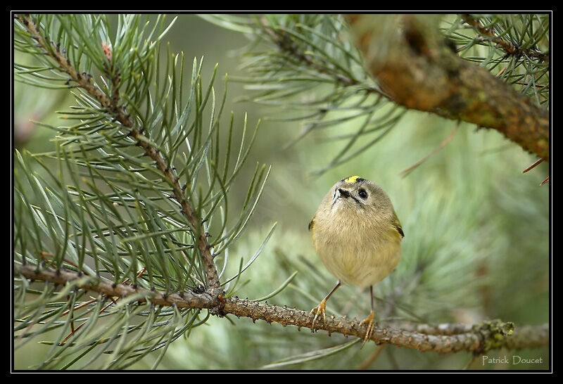 Goldcrest