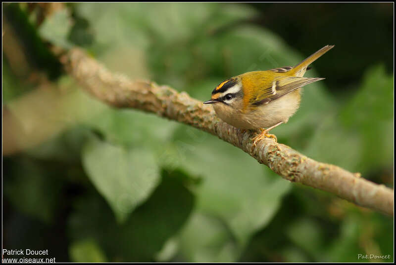 Common Firecrestadult, identification