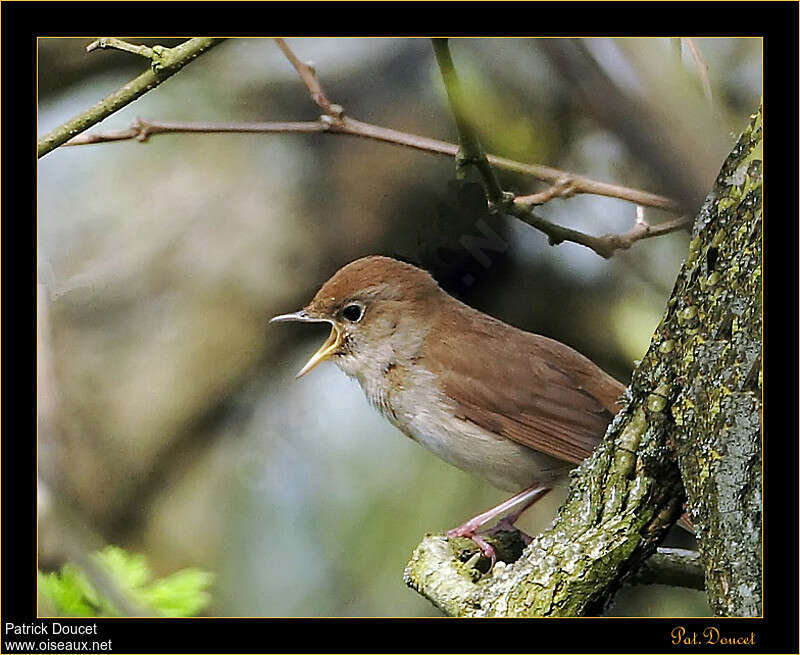 Common Nightingale, song