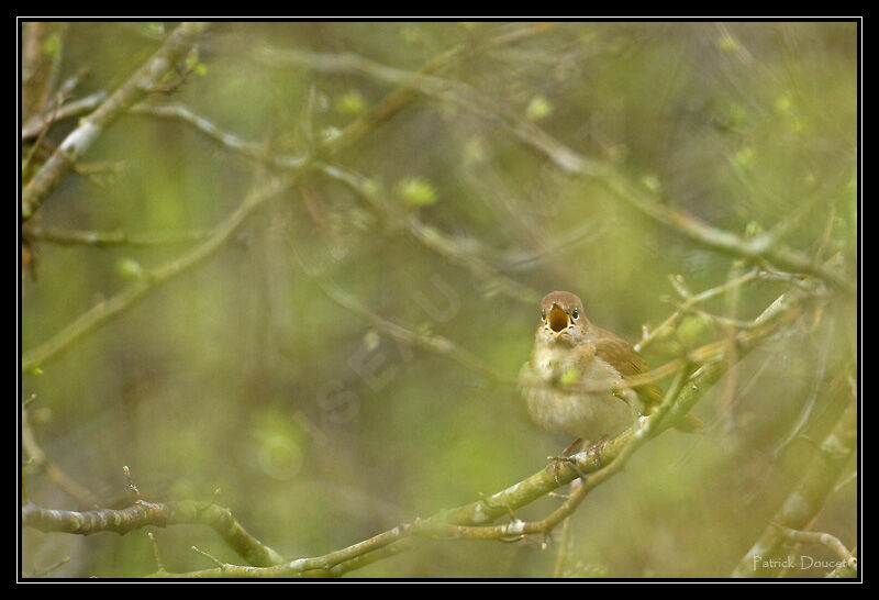 Common Nightingale