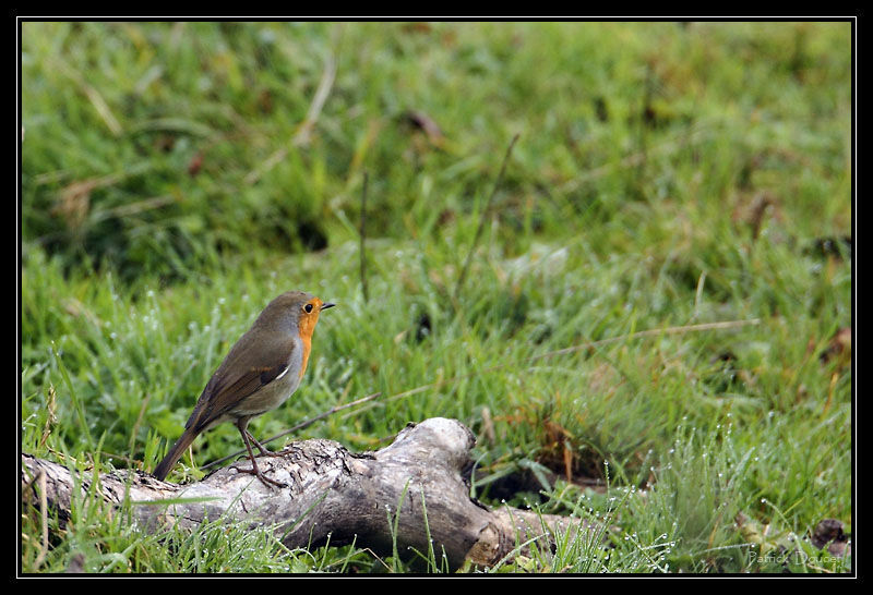 Rougegorge familier