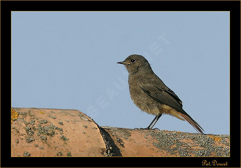 Black Redstart female