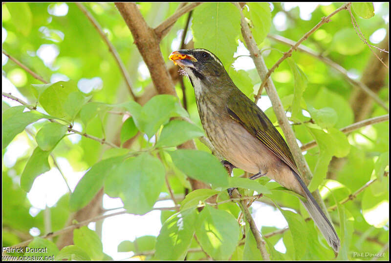 Lesser Antillean Saltatoradult, feeding habits