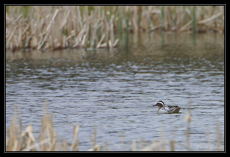 Garganey