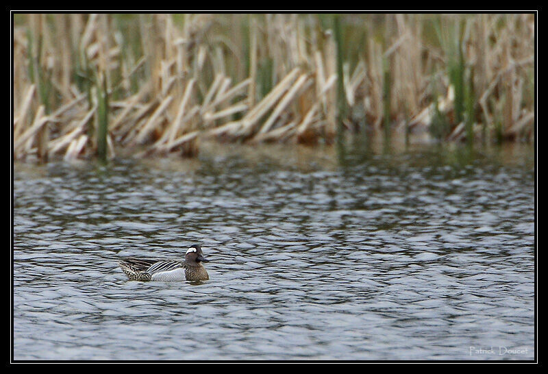 Garganey