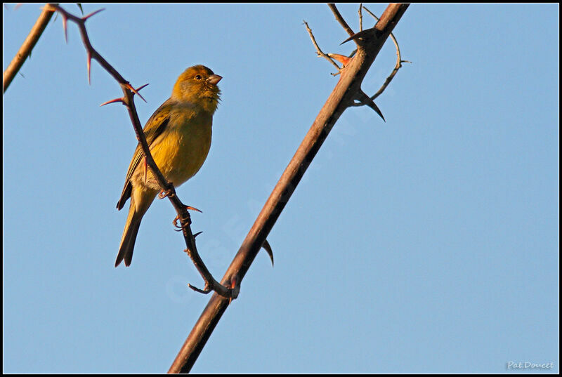 Serin des Canaries