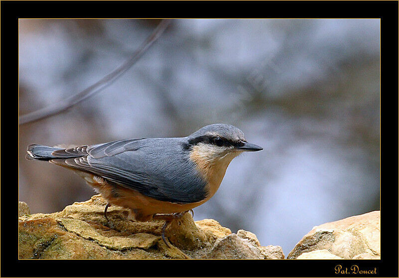 Eurasian Nuthatch