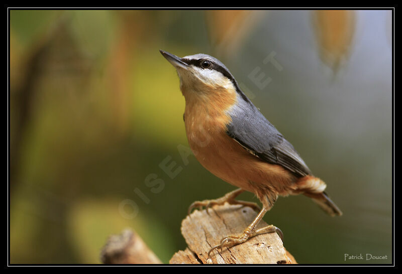 Eurasian Nuthatch