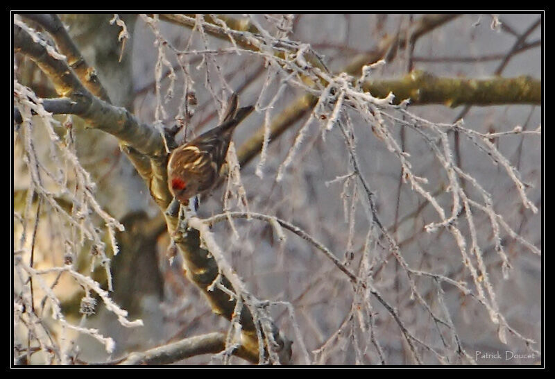 Lesser Redpoll