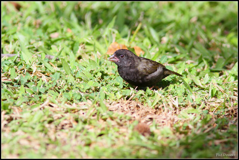 Black-faced Grassquit