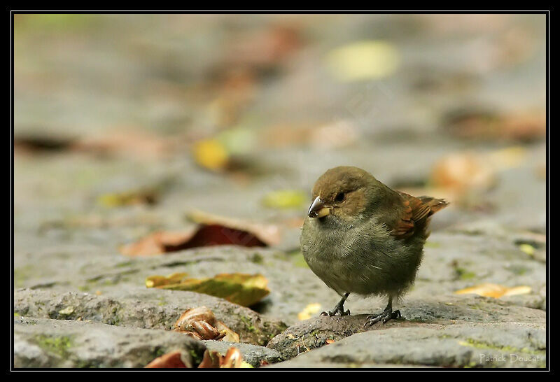 Lesser Antillean Bullfinch female