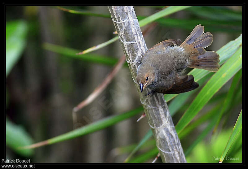 Lesser Antillean Bullfinchjuvenile