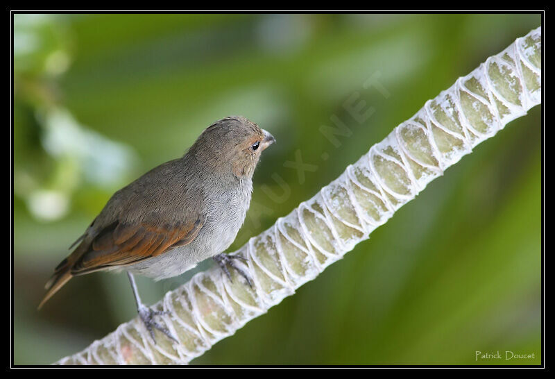 Lesser Antillean Bullfinch female