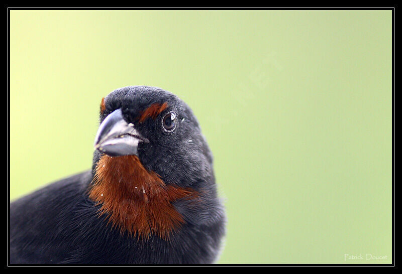 Lesser Antillean Bullfinch